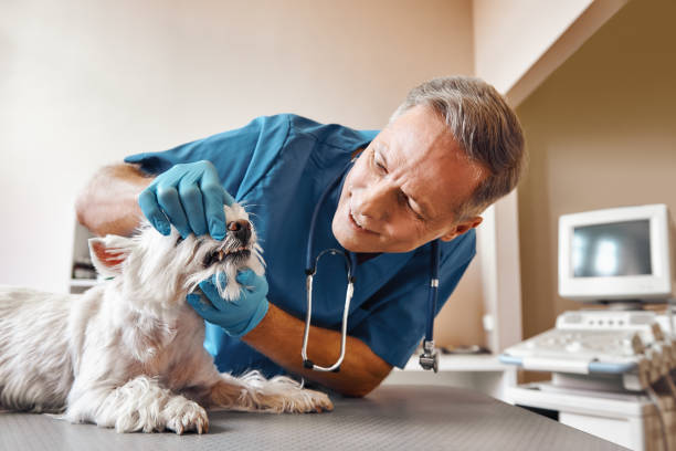 Best 24-Hour Emergency Dentist in Leslie, MI